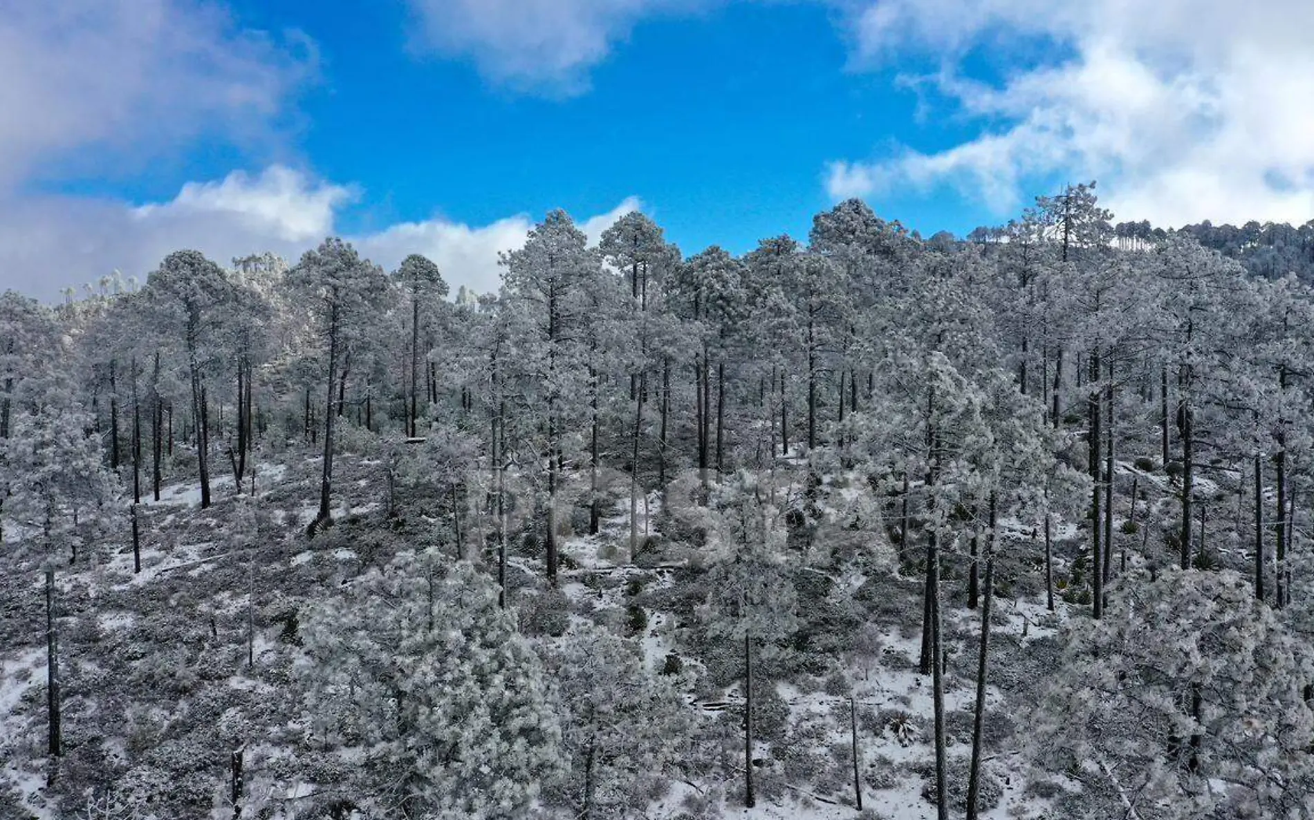 Pronostican caída de nieve en Miquihuana Tamaulipas en cierre de fin de año 2023 